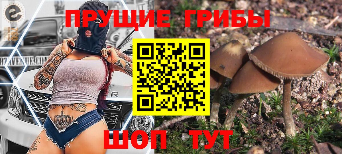Псилоцибиновые грибы Psilocybine cubensis Солнечногорск